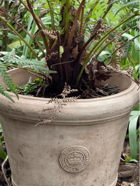 Palm pots discount