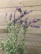 Load image into Gallery viewer, faux lavender