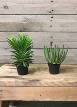 Load image into Gallery viewer, Pack of 2 Faux Succulent Plants
