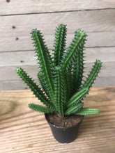 Load image into Gallery viewer, faux cactus